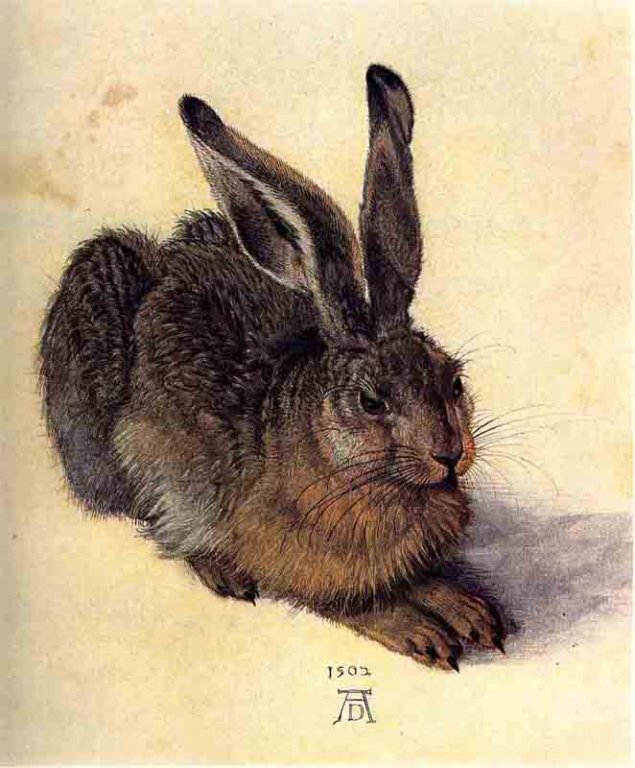 durer15germanyaquarellegouachelelievreviennealbe63d.jpg