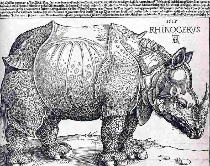 durer15germanyrhinocerosberlinsmpk.jpg