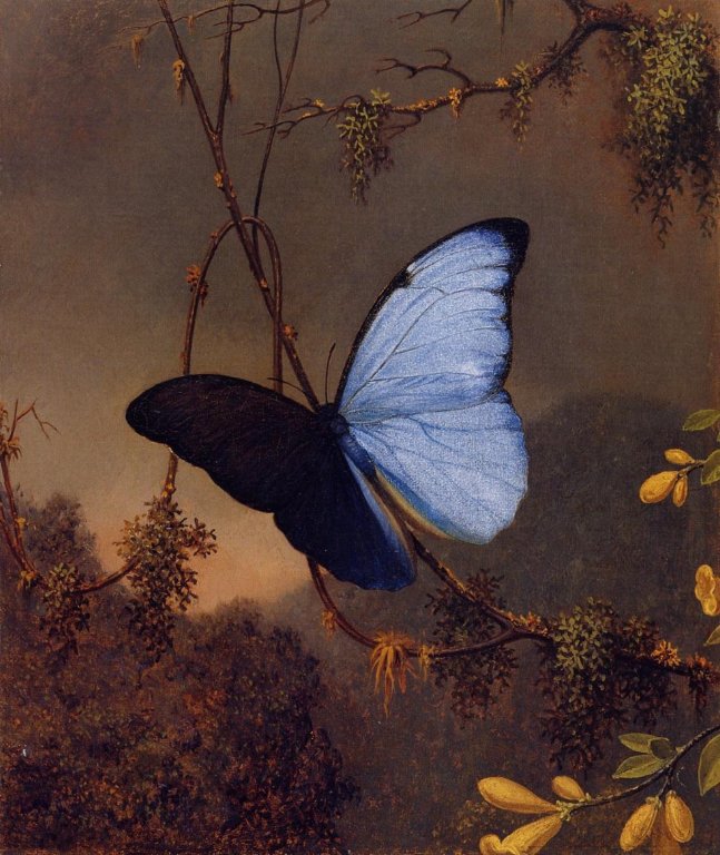 bluemorphobutterfly.jpg