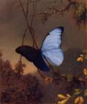 bluemorphobutterfly_small.jpg