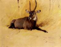 acommonwaterbuck_small.jpg