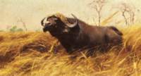 anafricanbuffalo_small.jpg