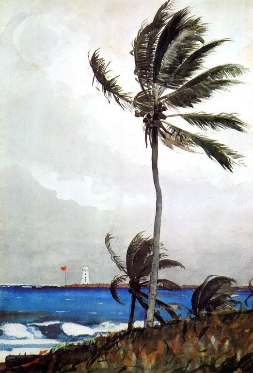 palmtreenassau.jpg