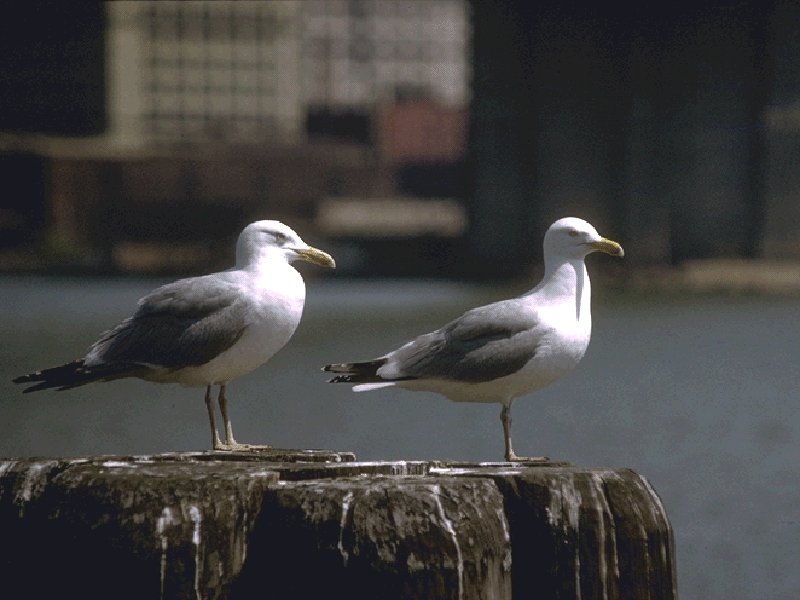 2GULLS