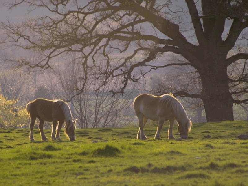 2HORSES2