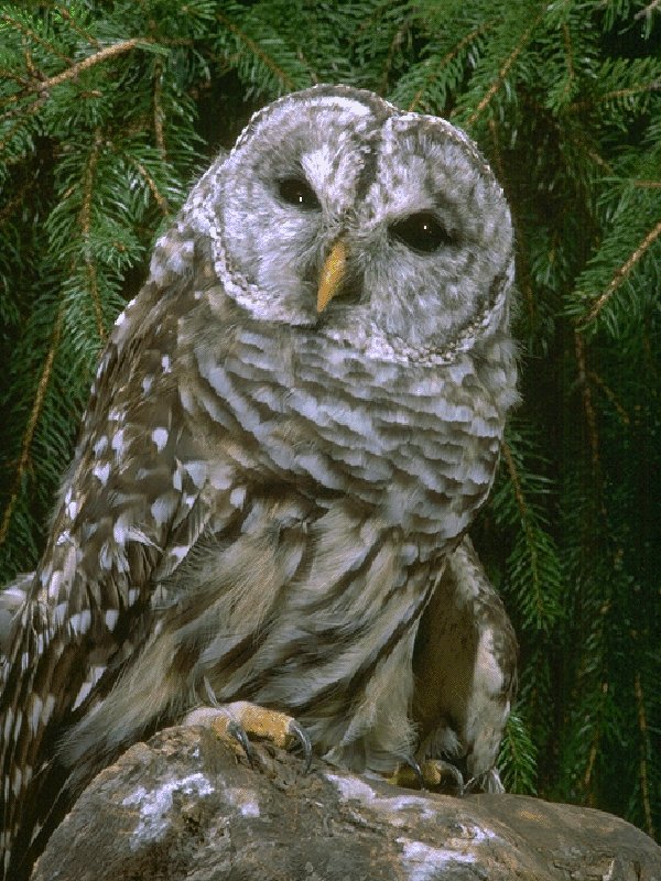 BARDOWL