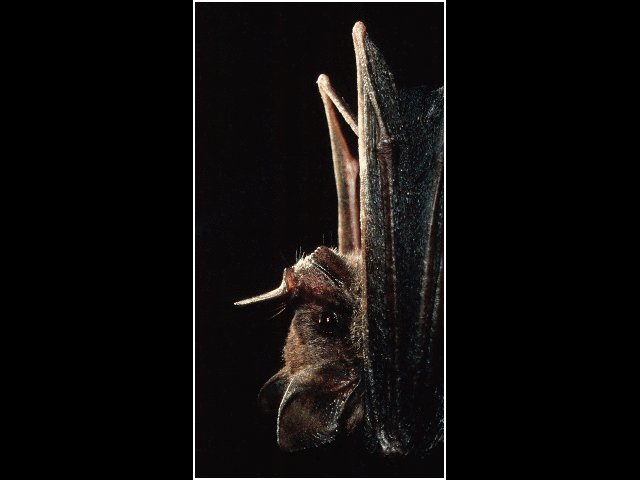 BAT2