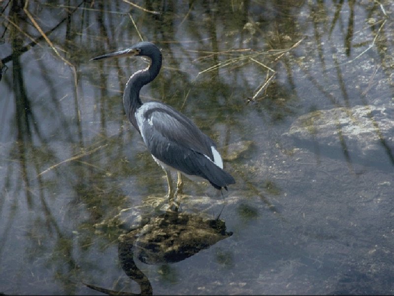 BLUHERON