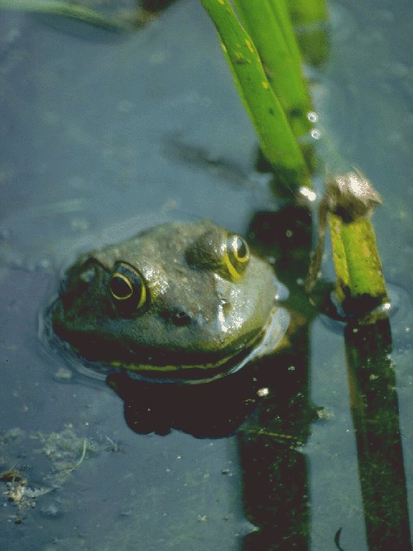 BULLFROG