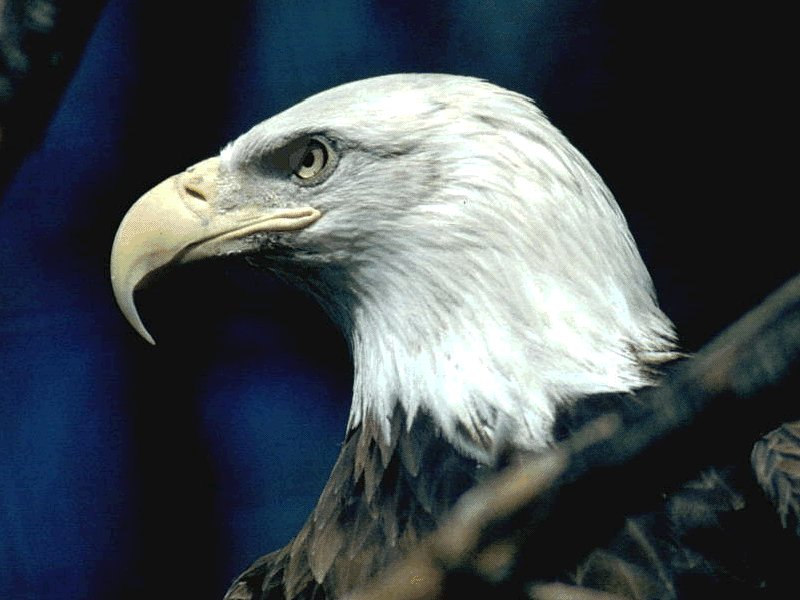 EAGLE_01