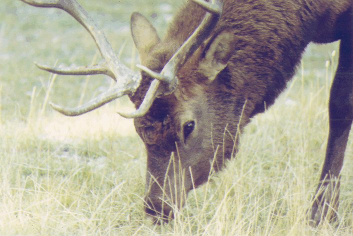 ELK