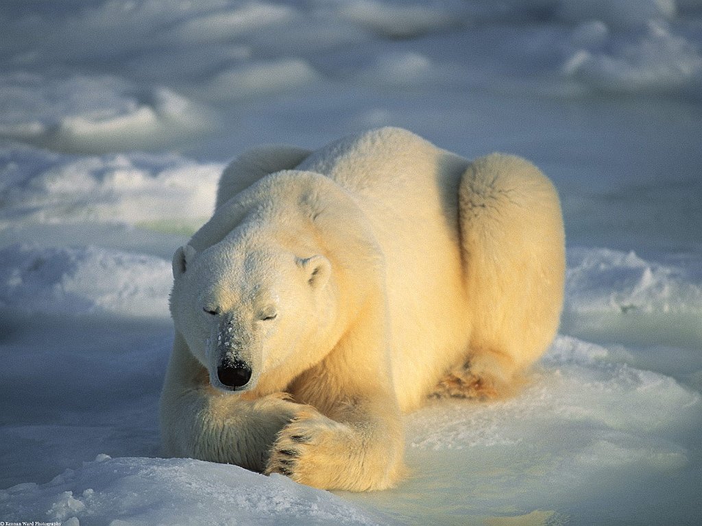 Sunbather