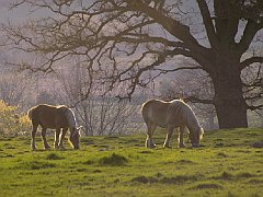 2HORSES2