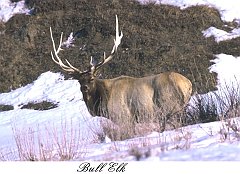 44ELKBUL