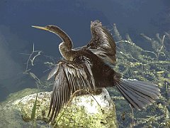 ANHINGA