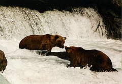 BEARS1