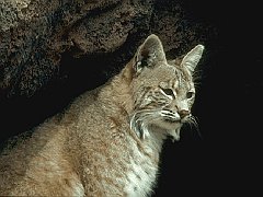 BOBCAT