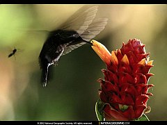 Colibrì