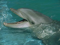 DOLPHIN