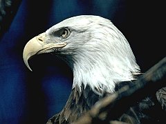 EAGLE_01