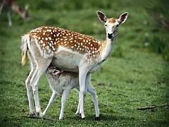 Fawn_1024