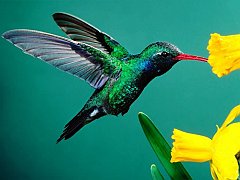 colibrì2