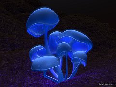 3D_Fluorescence_1152x864