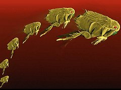 Fine_Art_Jumping_Flea_1024x768