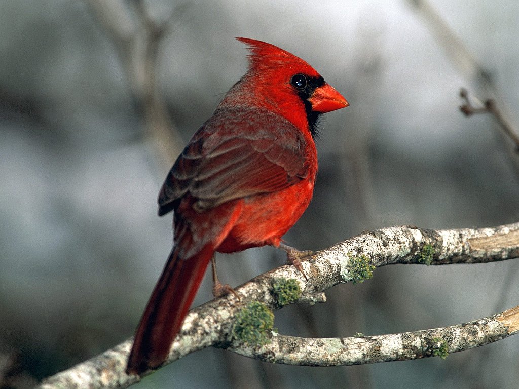 Cardinal