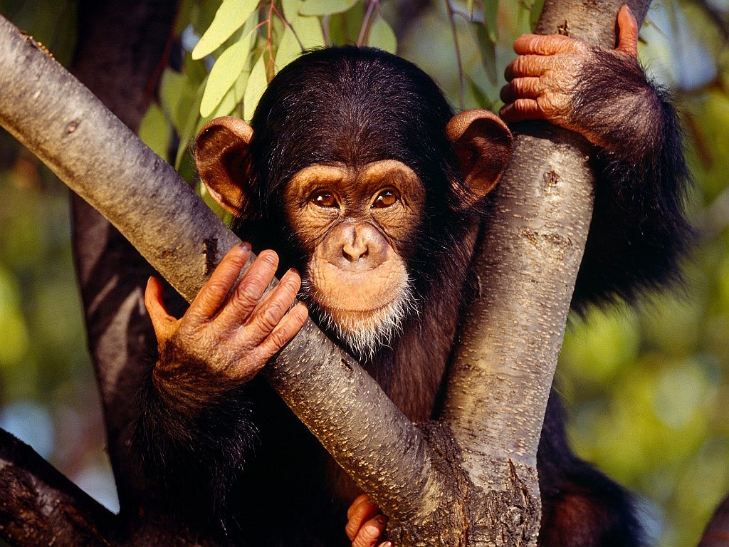 Chimpanzee