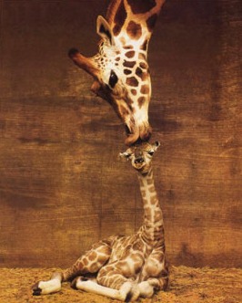 Giraffe-2