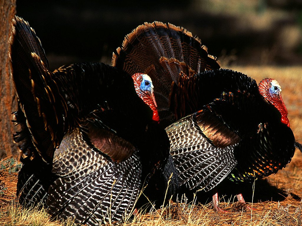 Gobblers