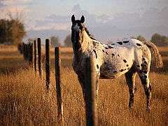 Appaloosa