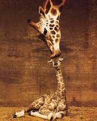 Giraffe-2