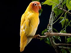 Lovebird