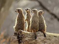 Meerkats