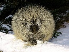 Porcupine